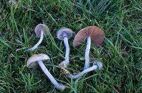 Stropharia