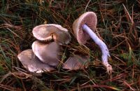 Stropharia