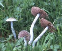 Stropharia