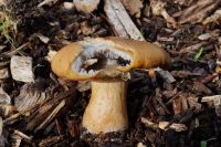 Stropharia