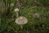 Stropharia