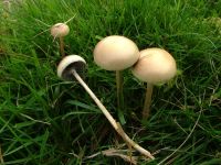 Stropharia