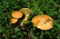 Suillus