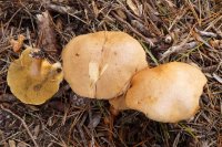 Suillus