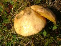 Suillus