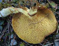 Suillus