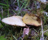 Suillus