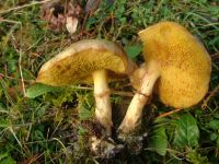 Suillus