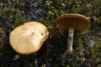 Suillus