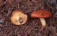 Suillus