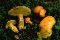 Suillus