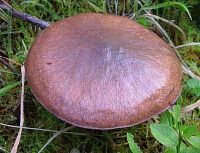 Suillus