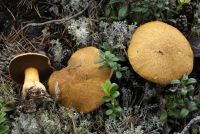 Suillus