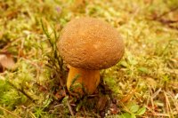 Suillus