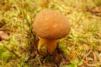 Suillus