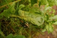 Synchytrium