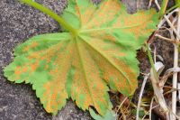 Trachyspora
