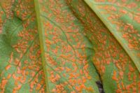 Trachyspora