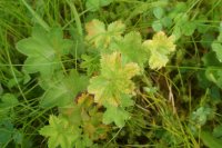 Trachyspora