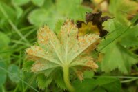 Trachyspora