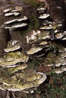 Trametes