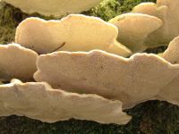 Trametes