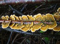 Trametes