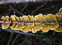 Trametes