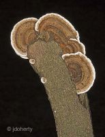 Trametes