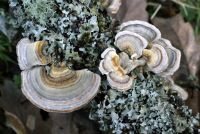 Trametes