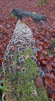 Trametes