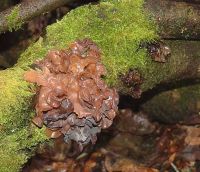 Phaeotremella