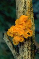 Tremella