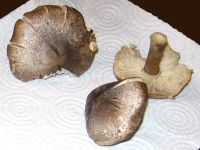 Tricholoma