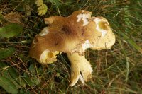 Tricholoma