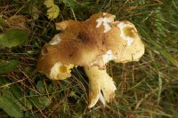 Tricholoma