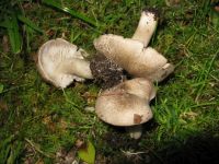 Tricholoma