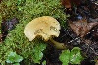 Tricholoma