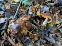 Tricholoma