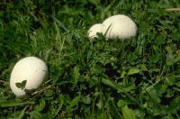 Lycoperdon