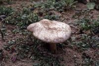 Volvopluteus