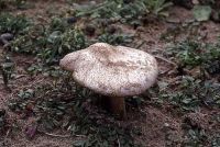 Volvariella