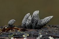 Xylaria