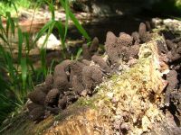 Xylaria